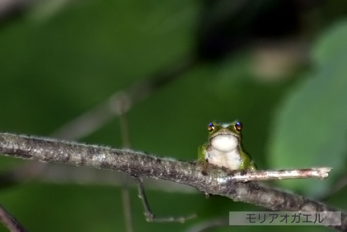 写真で見るモリアオガエル 磐梯町ホームページ 写真で見るモリアオガエル 磐梯町ホームページ