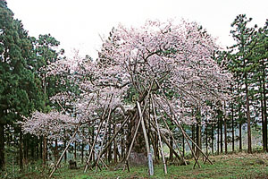 木ざし桜（種蒔き桜）