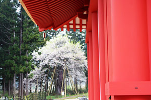 金堂からの木ざし桜