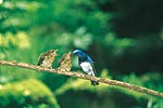 まちの鳥 おおるり