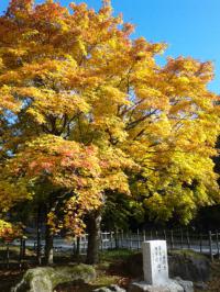 1105紅葉5