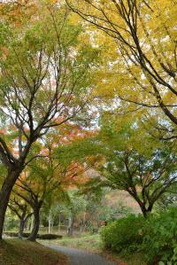 1105紅葉8