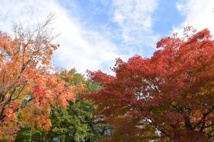1107紅葉5