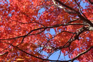 1113紅葉3