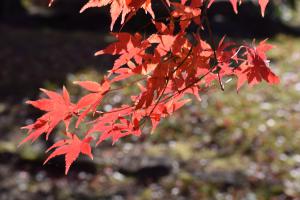 1113紅葉6