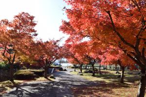 1113紅葉8