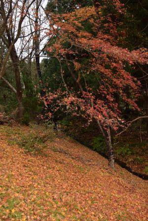 紅葉2