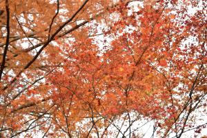紅葉３