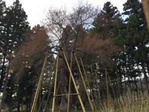 金堂の桜.1