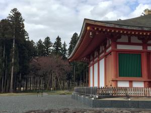 金堂の桜.2