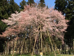 桜・2