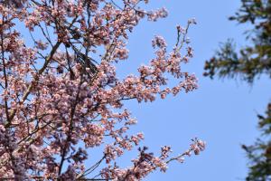 桜・１