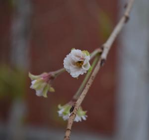 桜・１