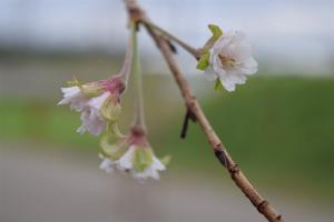 桜.2