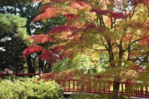 紅葉2