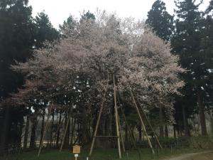 桜・３