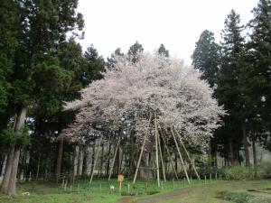 桜・１