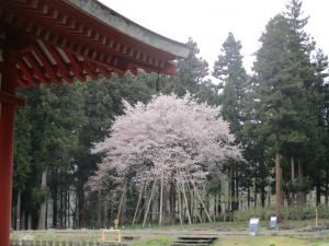 桜・２