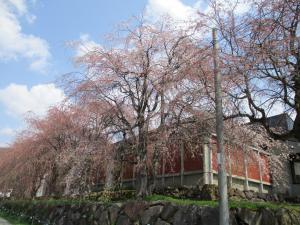 桜