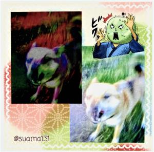ばけ犬