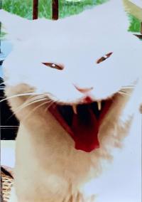 化け猫