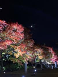 ﾗｲﾄｱｯﾌﾟ4
