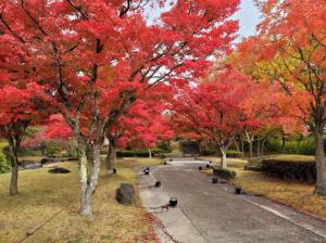 紅葉写真3