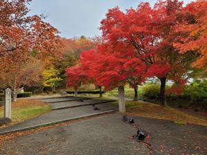 紅葉写真4