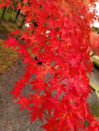 紅葉写真
