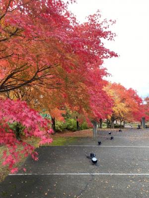紅葉