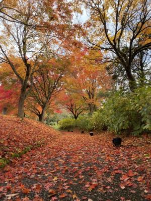 紅葉・２