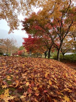 紅葉・４
