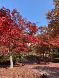 紅葉5