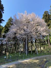 木挿し桜1