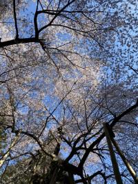木挿し桜2
