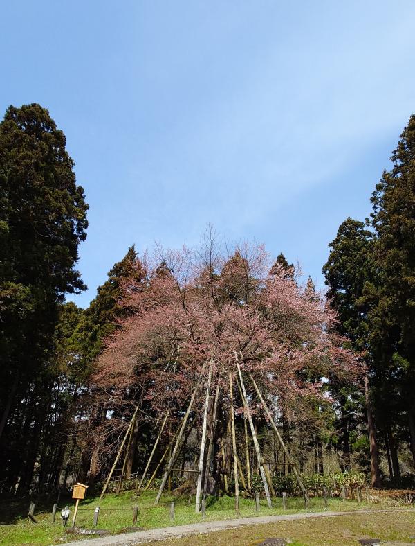 木挿し桜