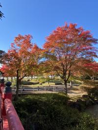 1108紅葉５