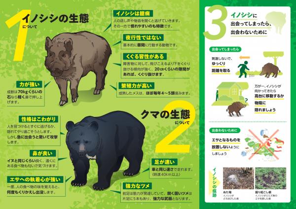 クマイノシシについて知ろう2