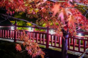 2025紅葉5