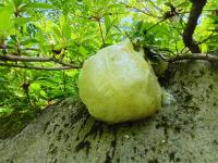 モリアオガエル（卵塊）