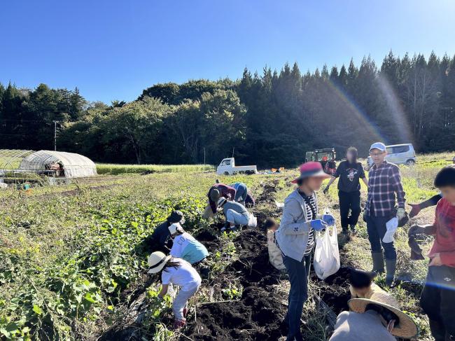 青空の下で芋掘り体験